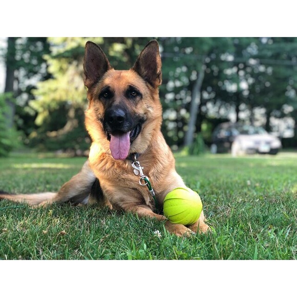 Meet your Posher, Brittany - Picture 2 of 8